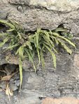 蕨类植物