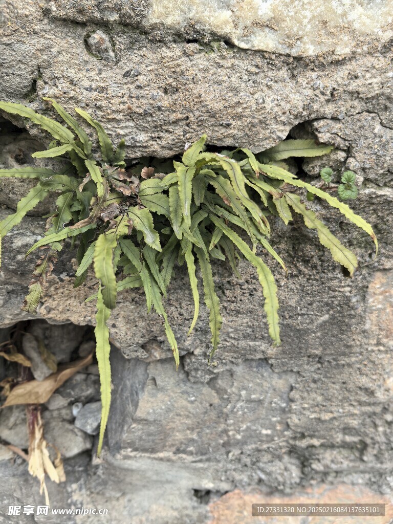 蕨类植物