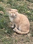 橘猫