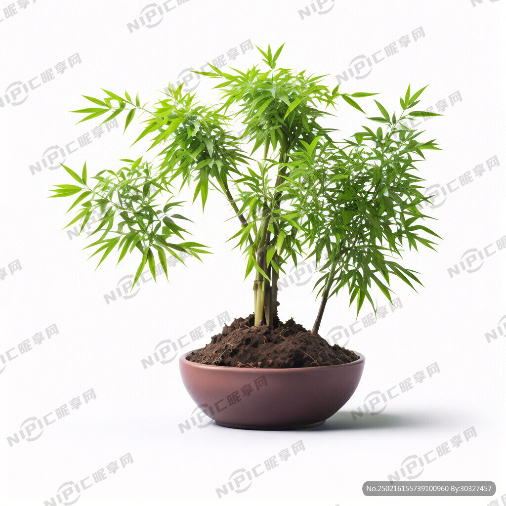 画一幅小盆景紫竹 简单 高清