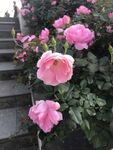 月季花