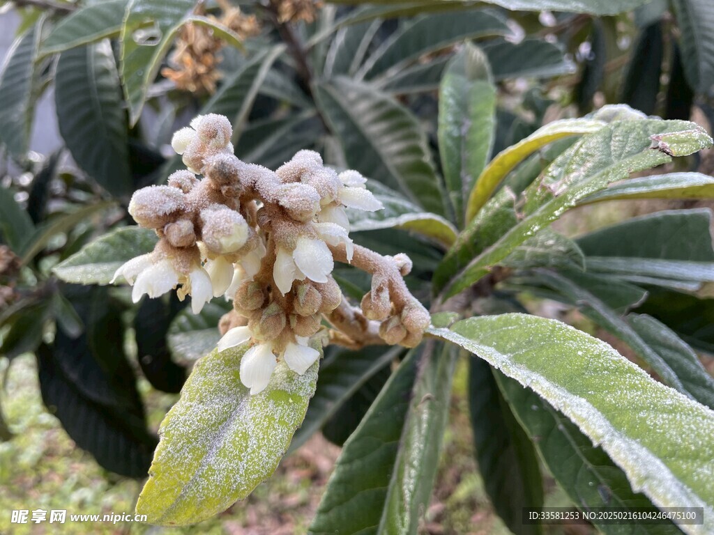 枇杷花