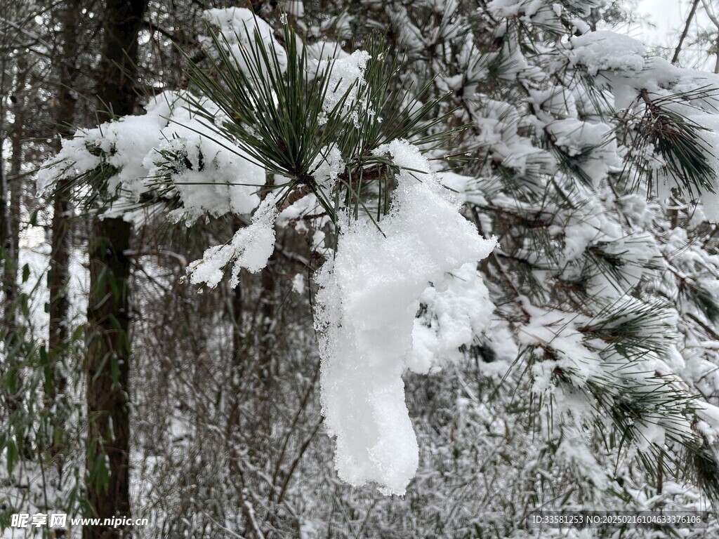 白雪压松枝