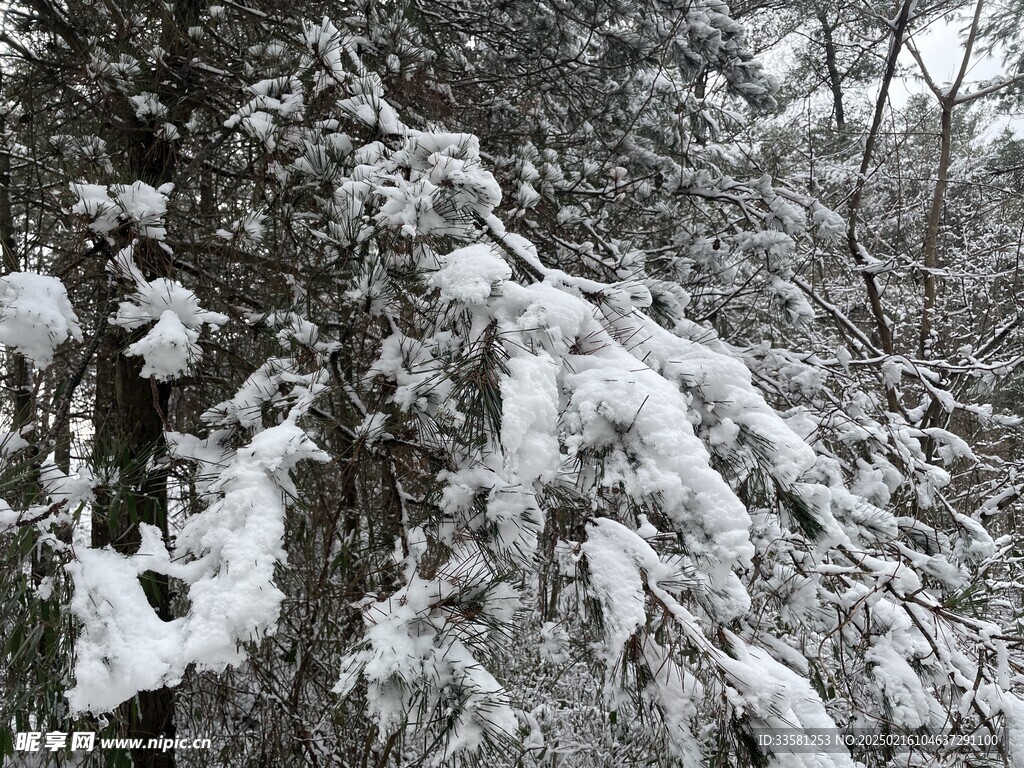 雪松