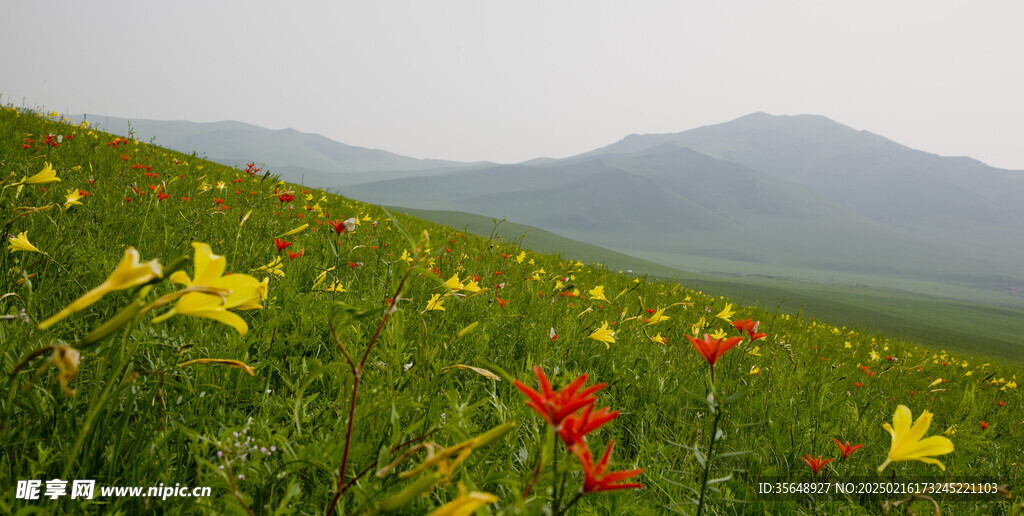 萨日朗花