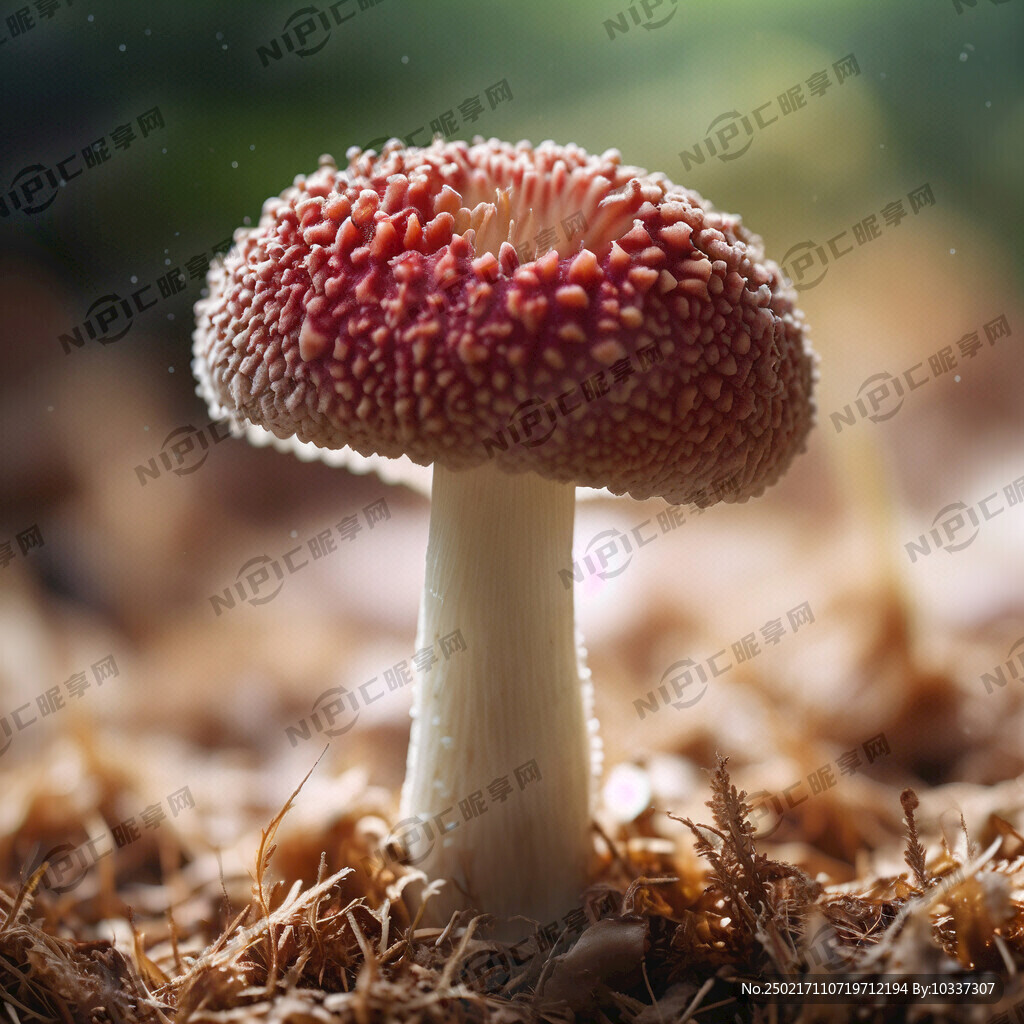 一朵秀珍菇