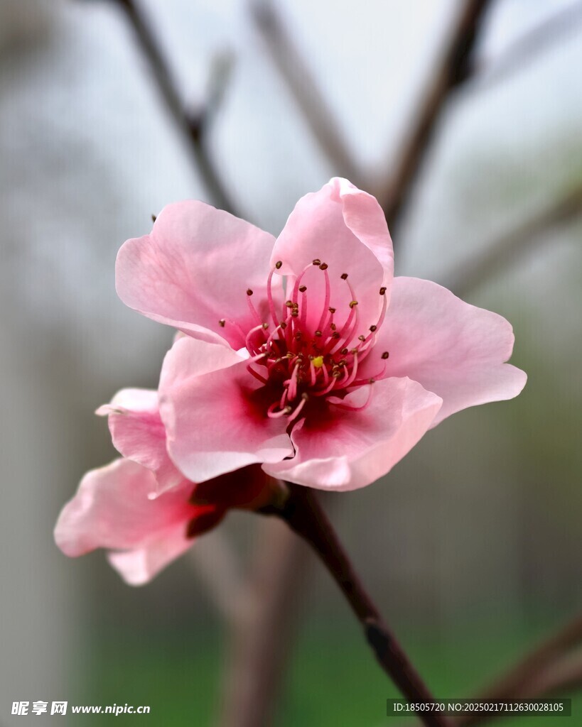 桃花