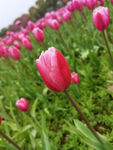 郁金香花苞
