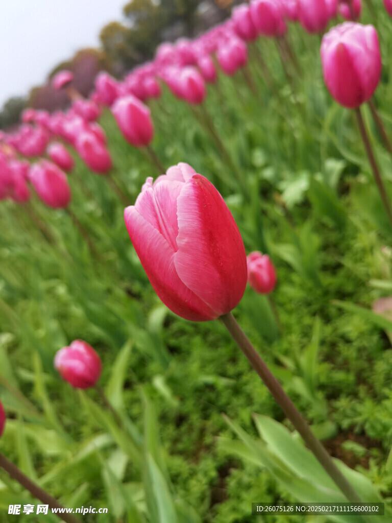 郁金香花苞