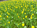黄色郁金香花圃