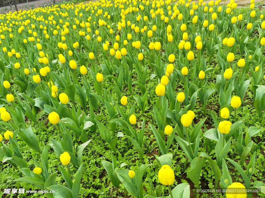 黄色郁金香花圃