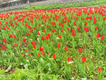 红色郁金香花田