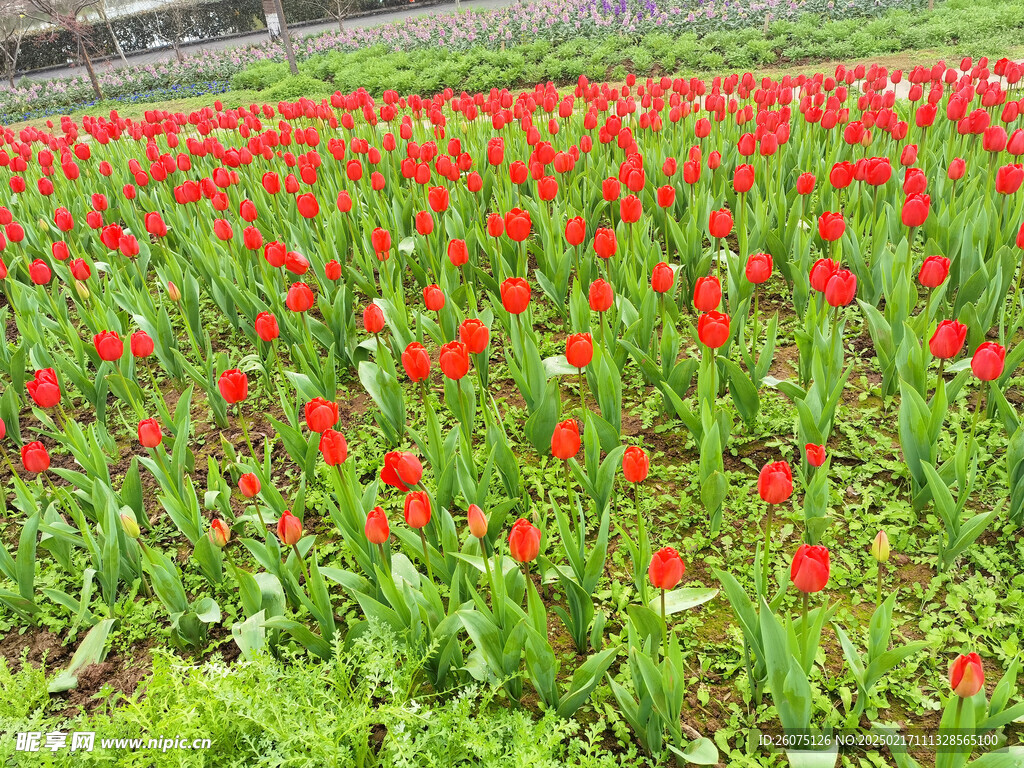 红色郁金香花田