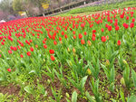 红色郁金香花海