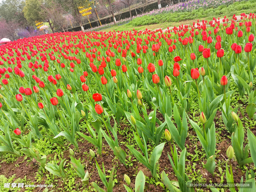 红色郁金香花海