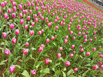 粉色郁金香花海