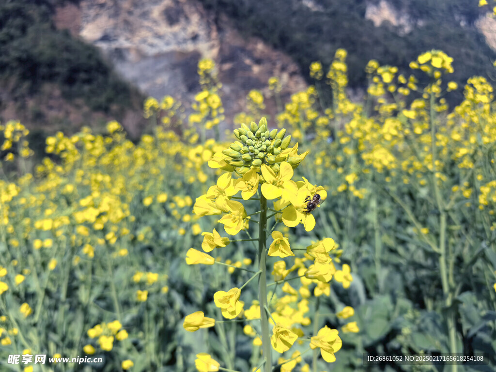 油菜花