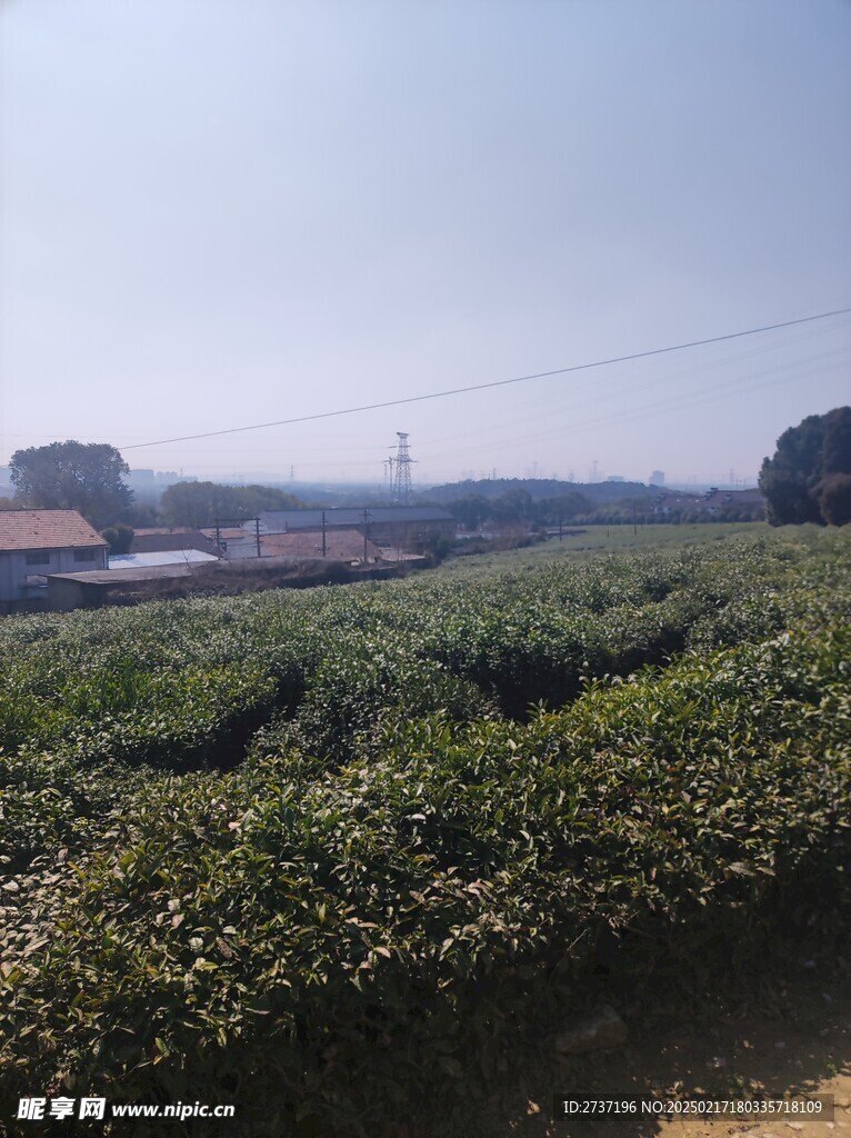 茶园