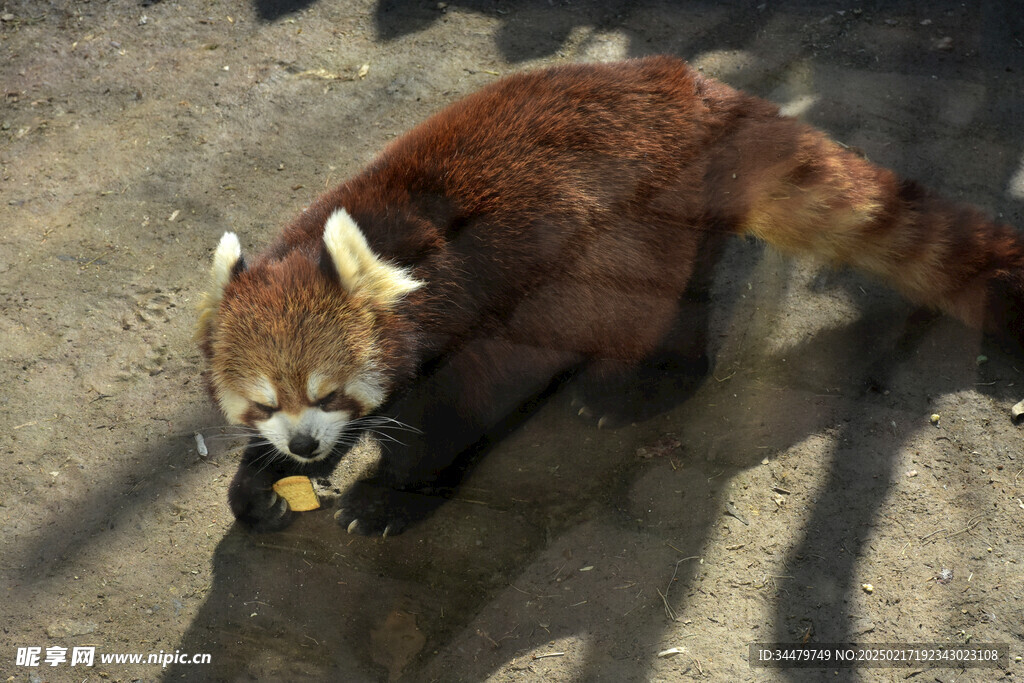 小熊猫