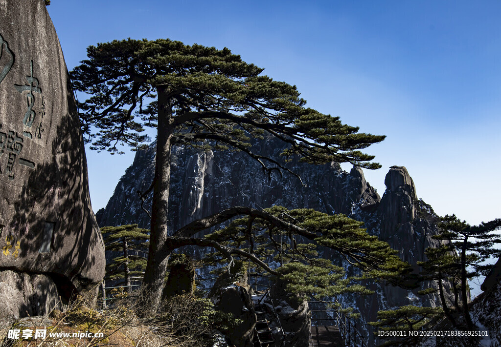 黄山迎客松