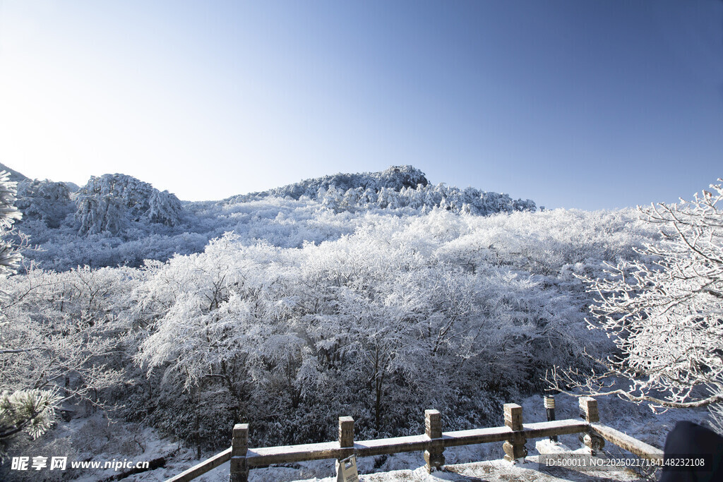 黄山雪松