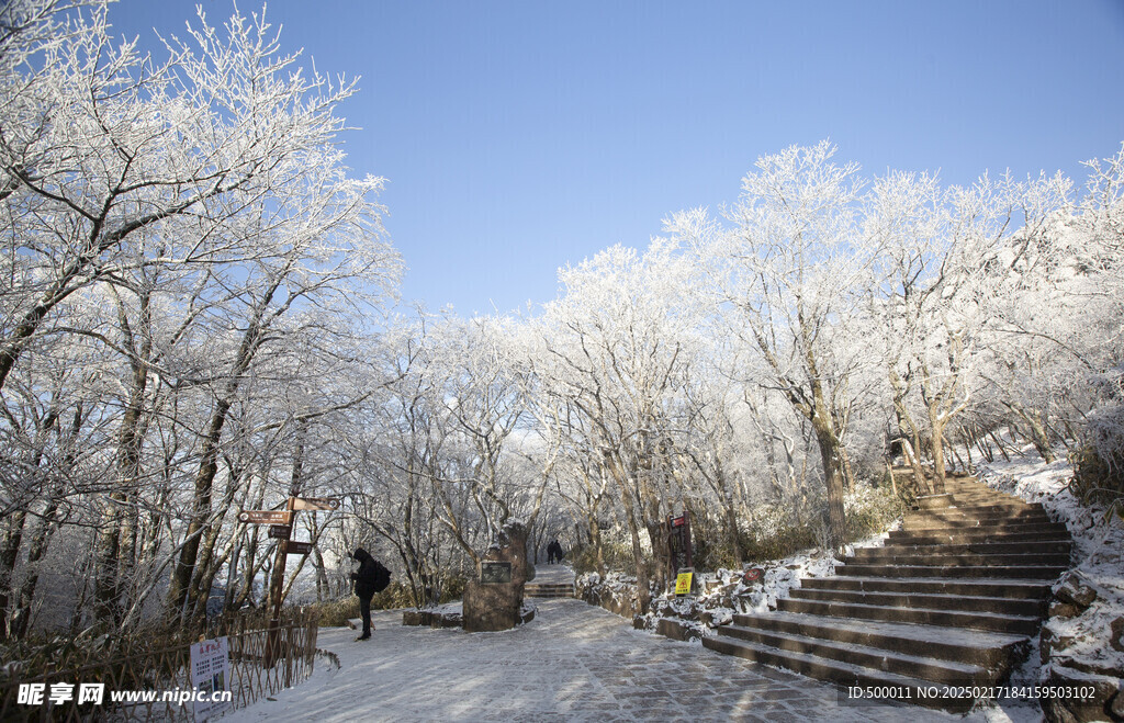 黄山雪松