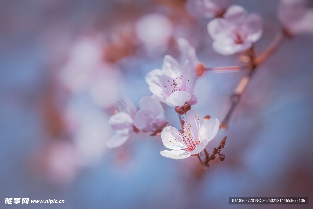 樱花