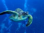 海龟