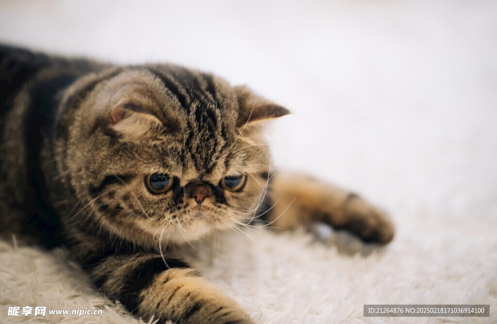 狸花猫