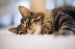 狸花猫