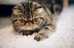狸花猫