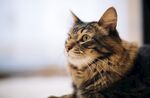 狸花猫