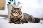 狸花猫