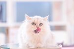 猫咪