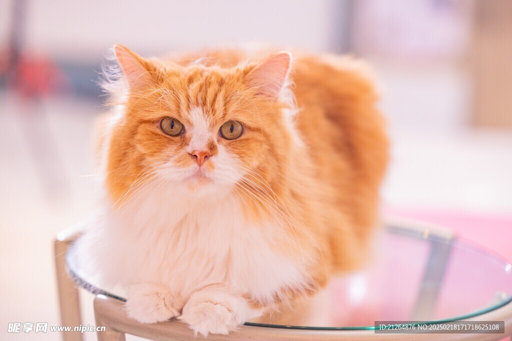 猫咪