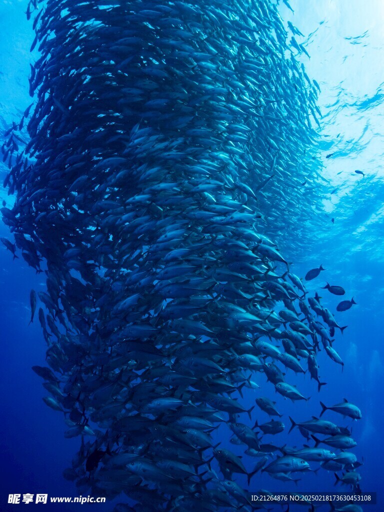 深海鱼群