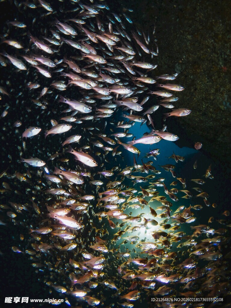 深海鱼群