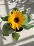 向日葵花