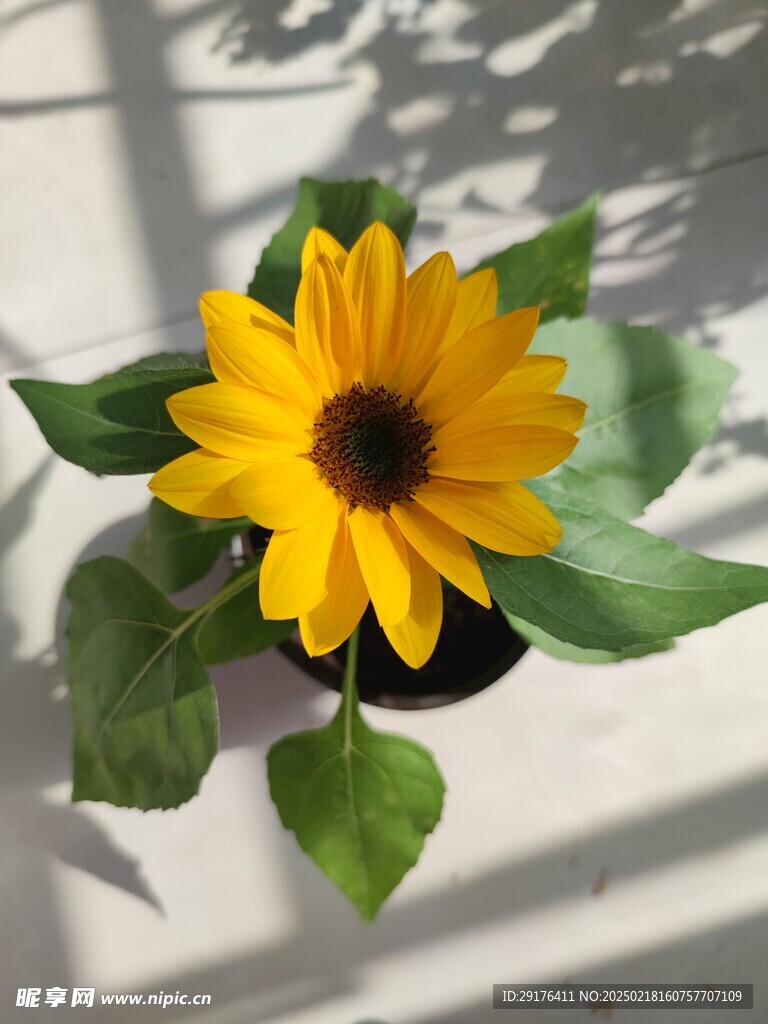 向日葵花
