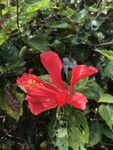 朱槿花