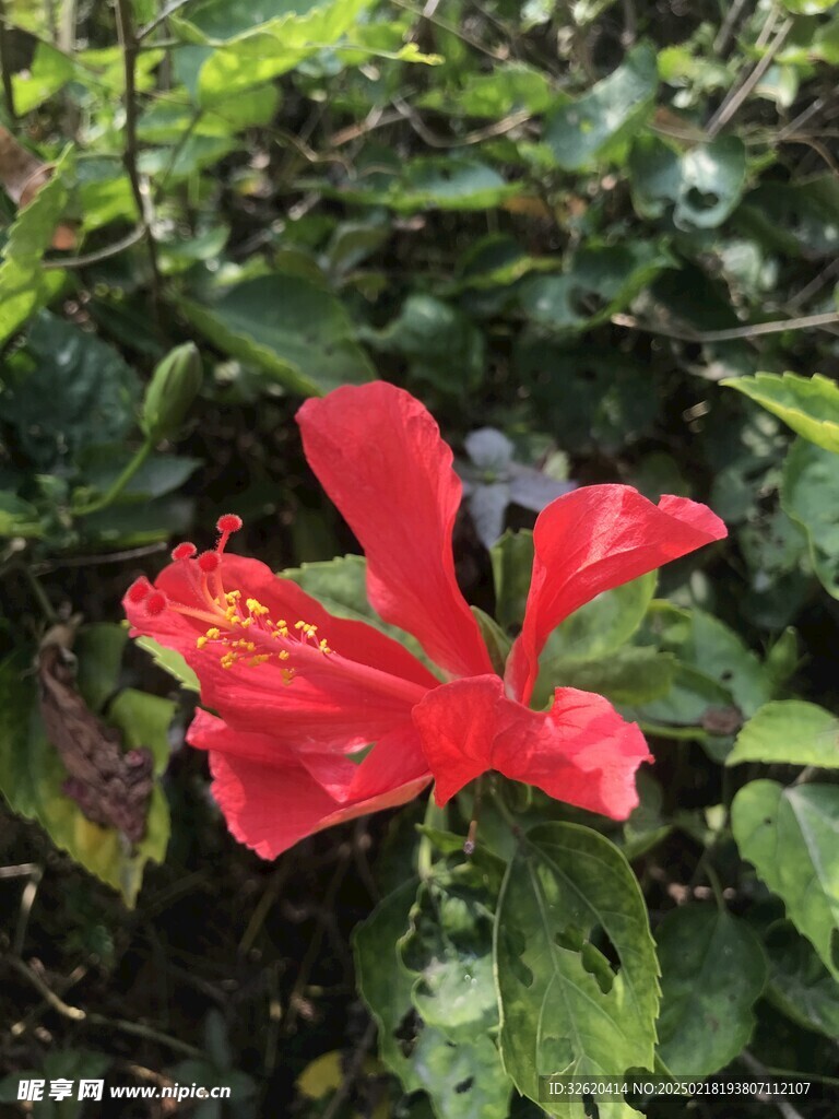 朱槿花