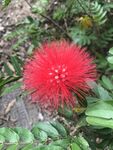 朱缨花