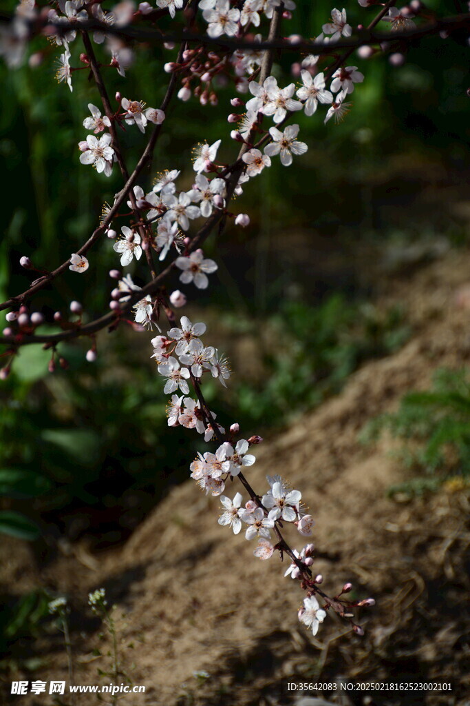 紫叶李花