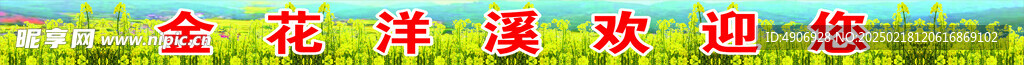 油菜花