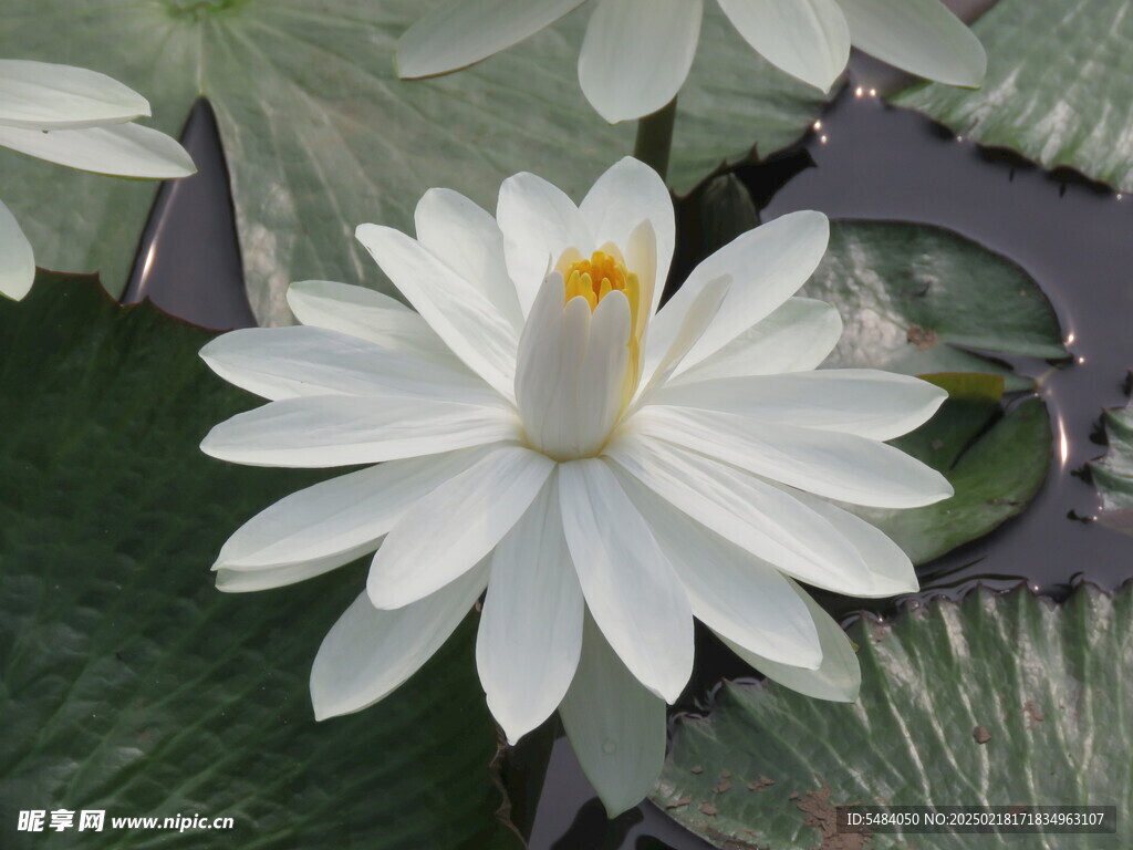 莲花