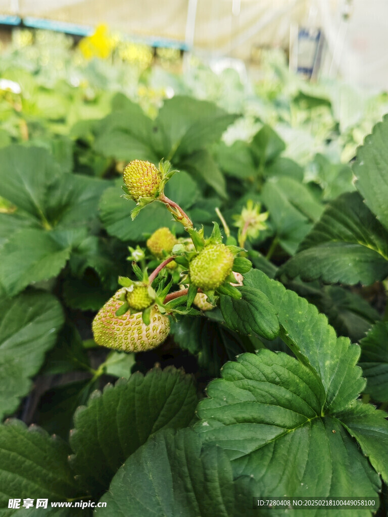 草莓