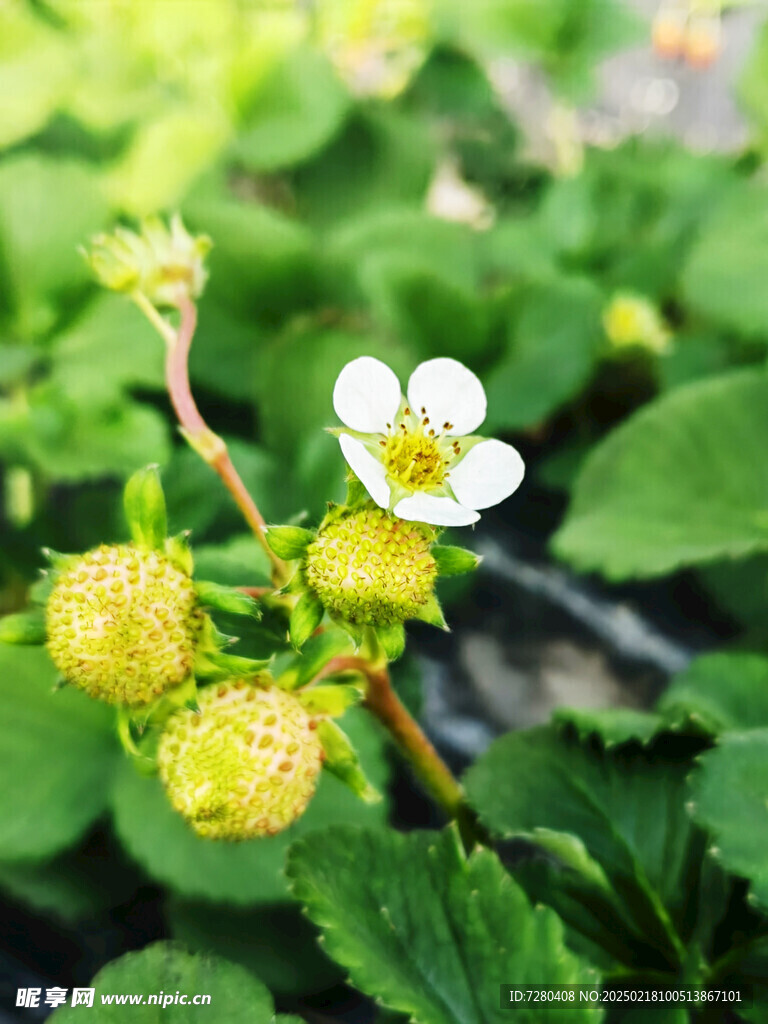 草莓