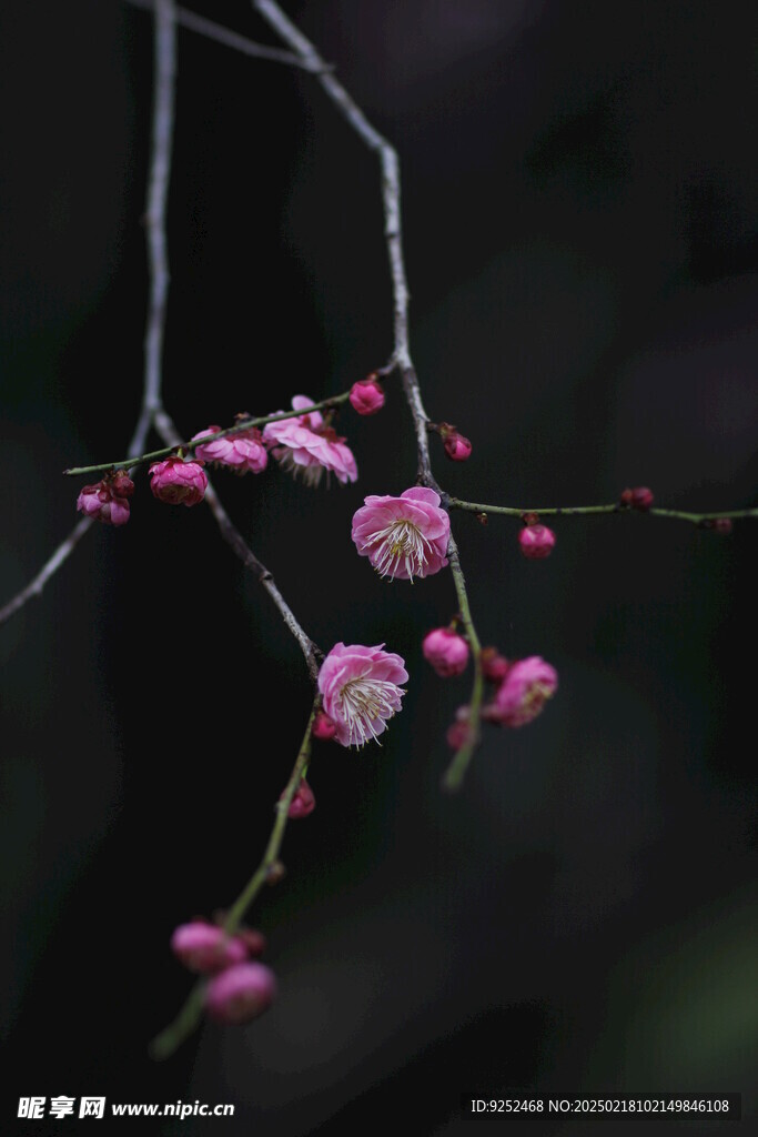 梅花枝