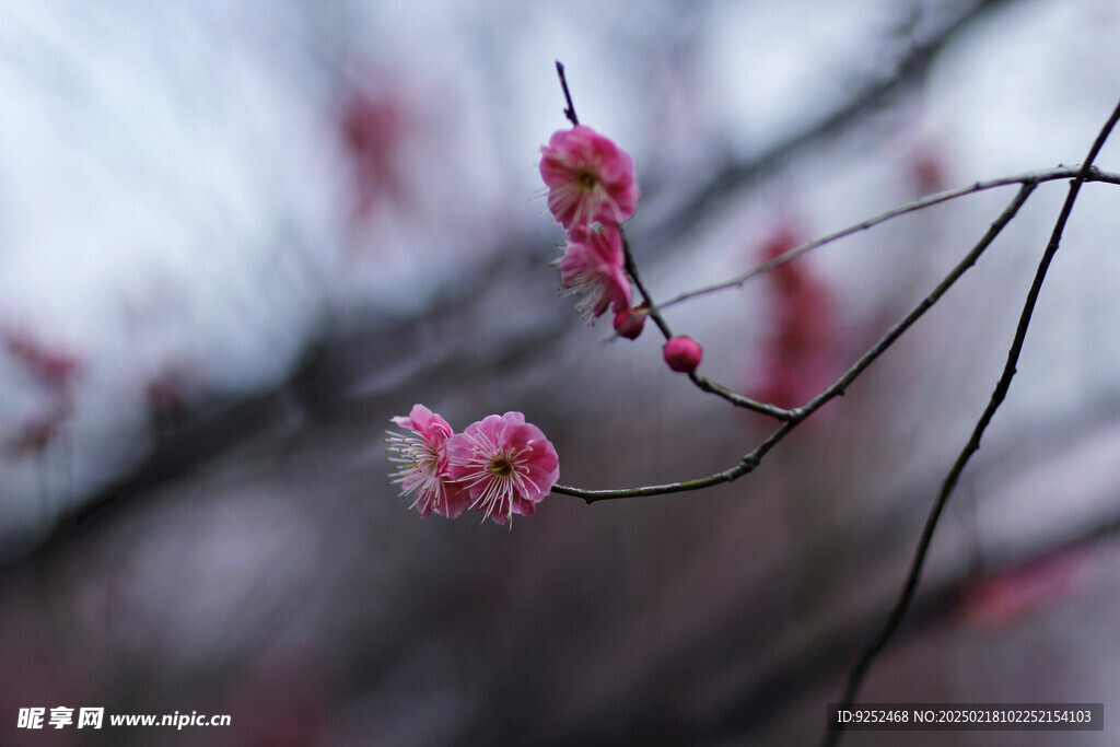  梅花