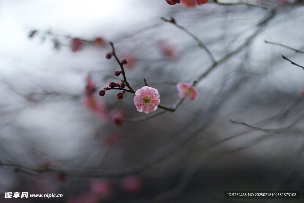 梅花 